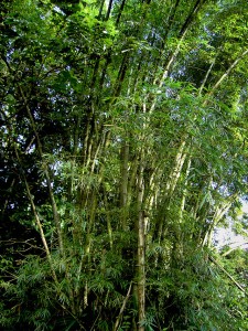 włókno bambusowe