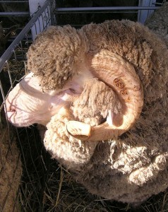 owca merynos, wełna z owiec merynosów